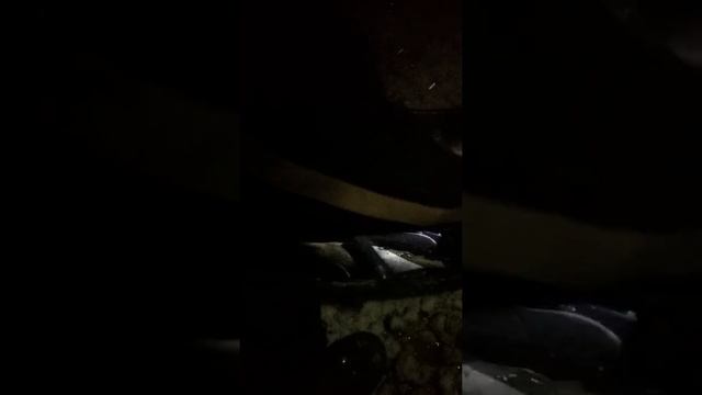 И снова веслонос. смотреть онлайн