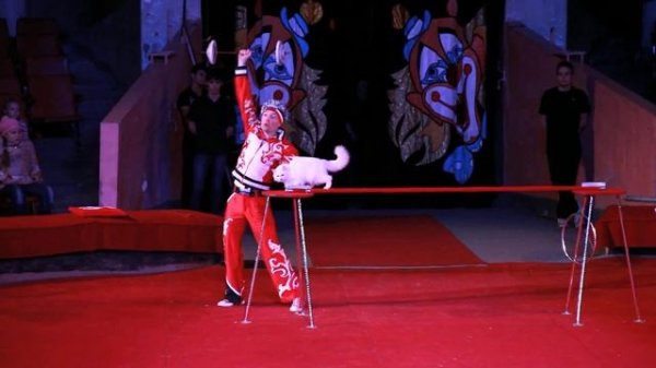 Кошки. Олимпиада. Федоров Дмитрий.