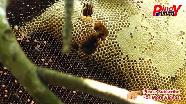 Harvesting Honey From Giant Wild Honey Bee in Philippines смотреть онлайн