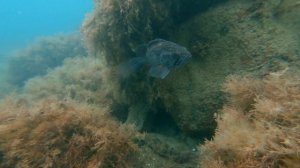 Корейский окунь в Черном море