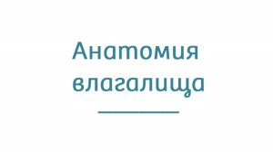 Анатомия влагалища