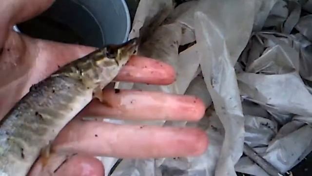 Поймал щуку на червя смотреть онлайн