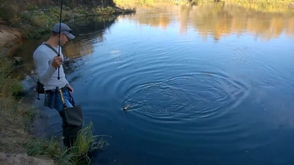 Жерех на Lucky Craft Sammy 65