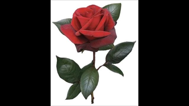 MY LOVE IS LIKE A RED, RED ROSE - Kenneth McKellar смотреть онлайн