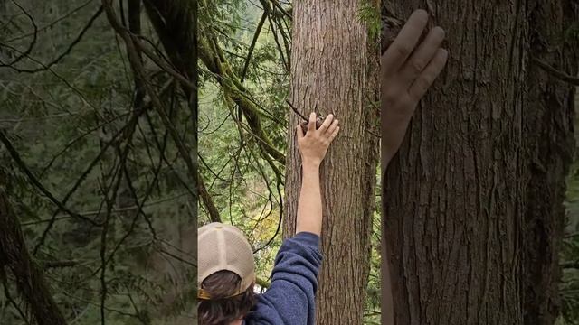 It knows IT KNOWS... #bigfoot #hiking #nature #thewatchers #ITknows смотреть онлайн