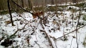 Охота на куницу капканами, Приманка - Огонь