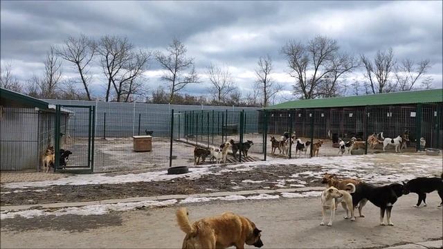 Поездка в приют для собак "Добрый дом" село Новая Нелидовка Белгородской области. смотреть онлайн