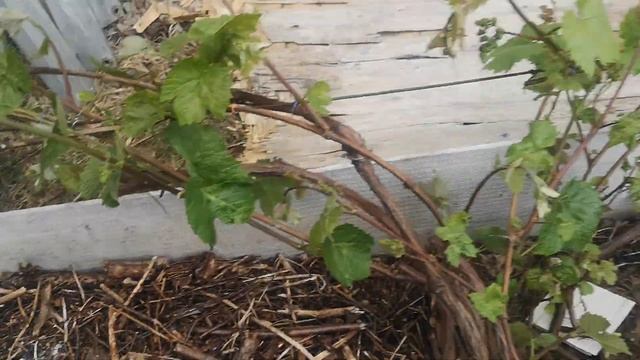 Мульчирую виноград в траншее. смотреть онлайн