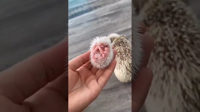 Ёжик смотреть онлайн