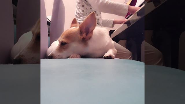 Brownhill Creek in Spring by Miriam Hyde(Practice) смотреть онлайн