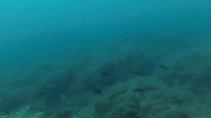 ШКВАЛ. ПОДВОДНАЯ ОХОТА В ЧЕРНОМ МОРЕ.