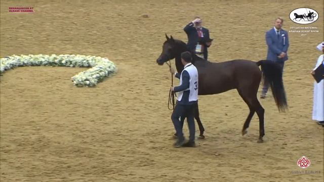 N 395 JAMIL AL SHAHANIA Qatar National Arabian Horse Championship 2021 Stallions 11+ Years Old смотреть онлайн