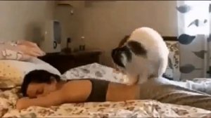 Кот делает массаж девушке