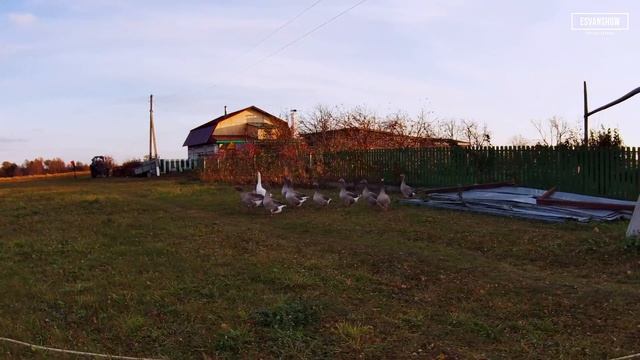 Прогулка по деревне Ушемнур - 12.10.2021/15:52/+13 [Walk] смотреть онлайн