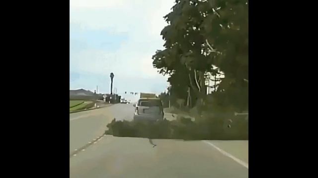 Rimsky Korsakov Sadko Song Of India Instrumental смотреть онлайн