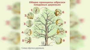 «Плумкот» ‒ гибрид, сразу покоривший мой желудок! Как вырастить чудо-дерево с сахарными плодами?