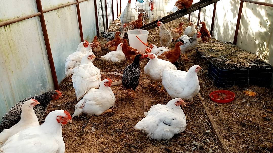 МОЖНО ли бройлеров и несушек ДЕРЖАТЬ ВМЕСТЕ. смотреть онлайн