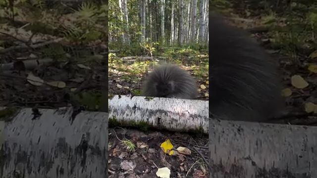 Очень сложное препятствие надо преодолеть 🥹 смотреть онлайн