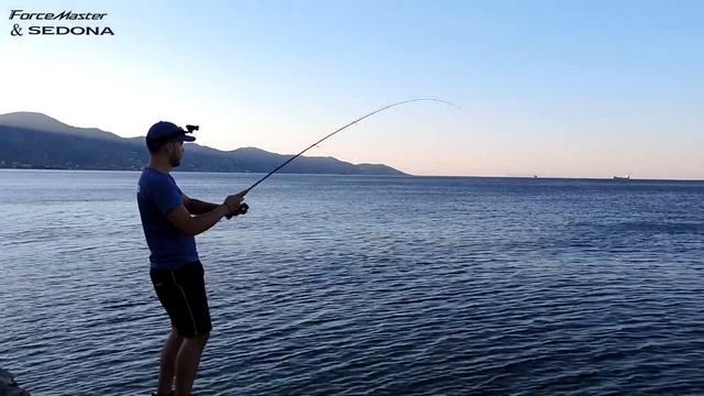 Shimano Forcemaster BX & Sedona FE