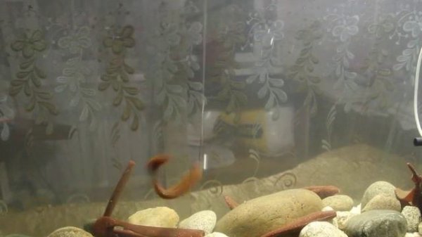 Keitech Swing Impact FAT 160 см 1200 00 руб