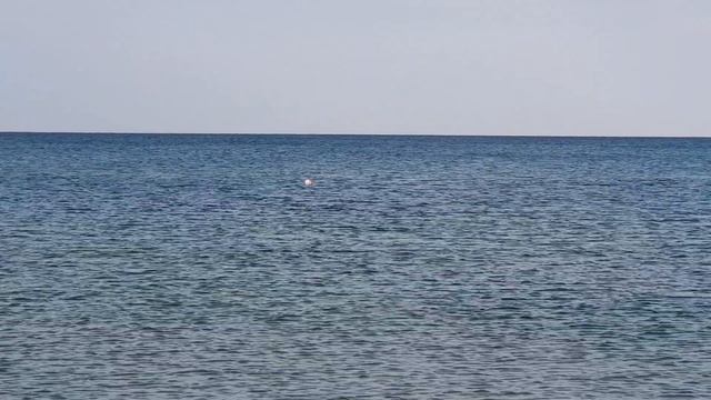 Дельфин - охота возле берега. #АНАПА #ВИТЯЗЕВО #ДЖЕМЕТЕ смотреть онлайн