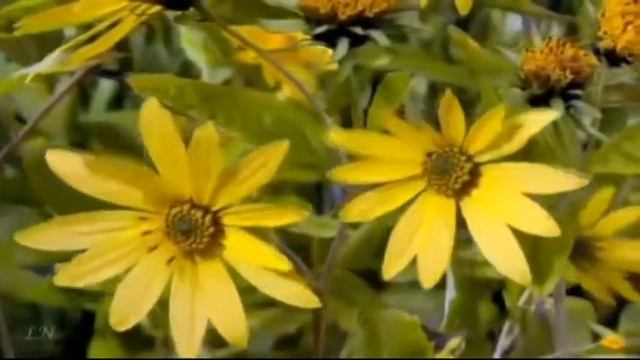 Э. Григ (Edvard Grieg) "Сон" ("Dream". "Ein Traum") смотреть онлайн