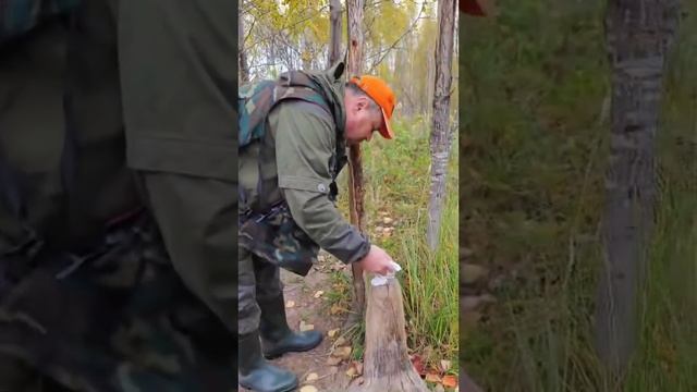 Солонец для зайцев🐰 смотреть онлайн