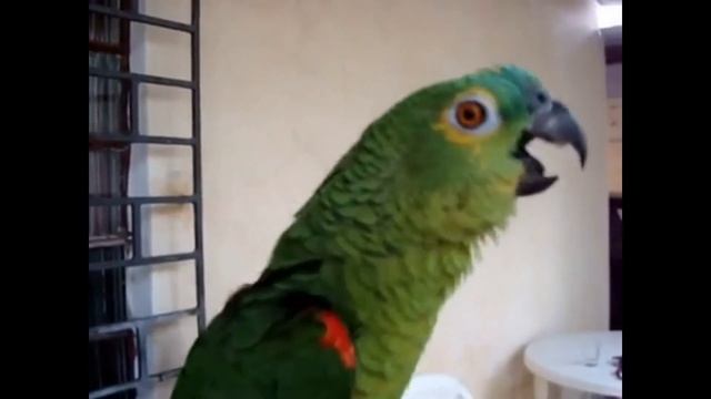 Попугай оперный солист / Parrot opera soloist смотреть онлайн