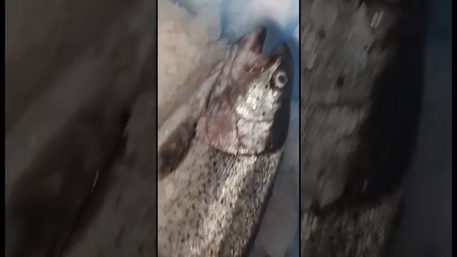 Новый приход охлажденной семги из Норвегии #казахстан #россия #рыба #сёмга #красота смотреть онлайн