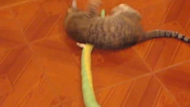 кошка vs змея смотреть онлайн