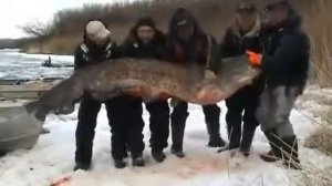 Сом 195 кг  Рыбалка Самый большой  пойманный на Волге
