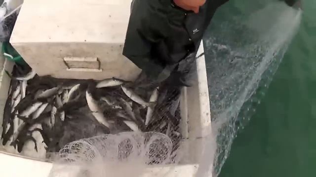 Кастинговая сеть 100 кг рыбы в два заброса! смотреть онлайн