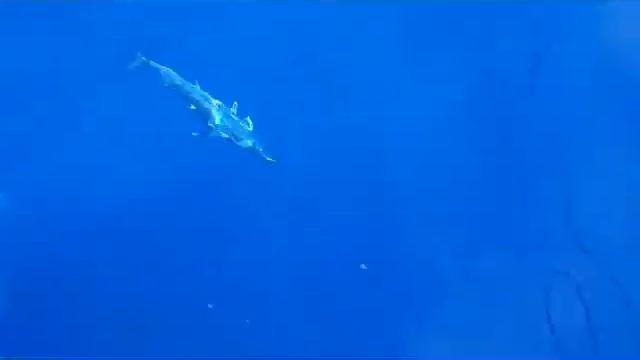 Tuna fishing trolling смотреть онлайн