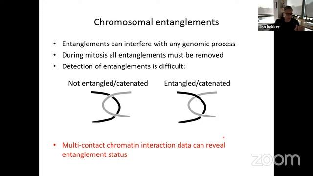 Chromosome folding by phase separation of different chromatin states смотреть онлайн