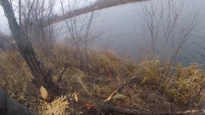 КП 250 ломает руку . Установка проходных капканов на бобра !