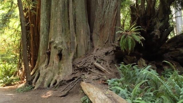443. Redwoods NP - gigantische bomen смотреть онлайн