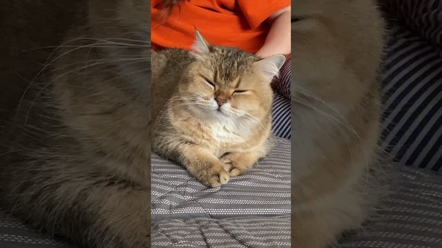 Котик - сквиш смотреть онлайн