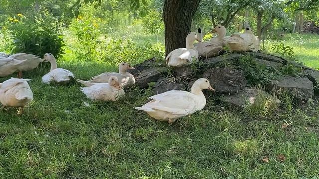 ЯКІ КАЧКИ НАЙКРАЩІ@kyruvgaragi смотреть онлайн
