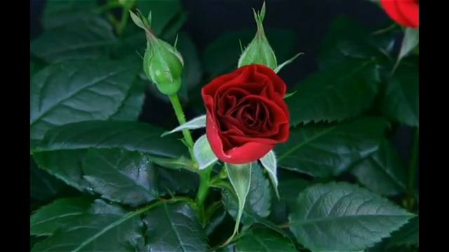 Montserrat Oliver y Yaya Kosikova / las flores estan floreciendo смотреть онлайн