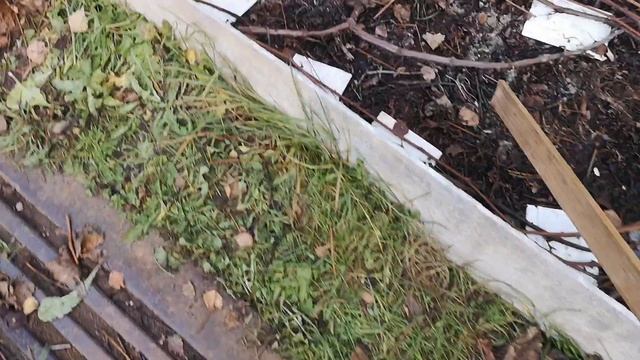 Формировка лозы спиралью и укрытие на зиму. Остров Высоцк (широта 60.5) смотреть онлайн