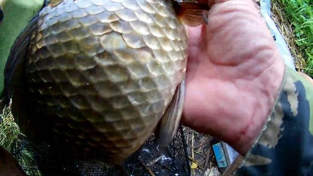 Карасі,пузаті кабанчики, Рибалка на поплавок 2023. смотреть онлайн