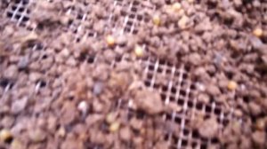 Дендробена. КРУПНЫЕ коконы  от ЗРЕЛОГО маточника. По просьбе клиентов....