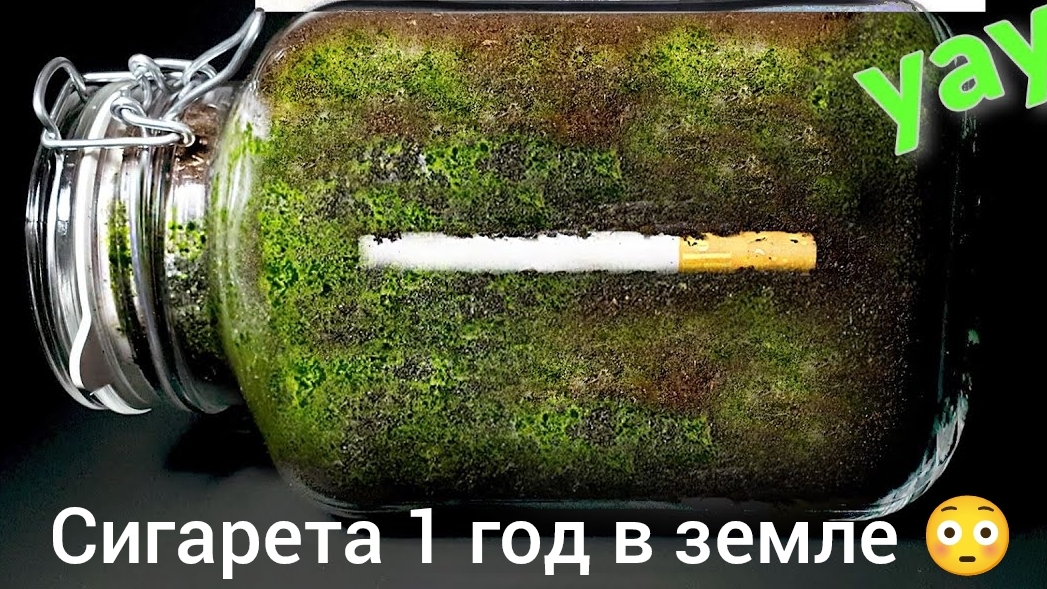 Что будет с сигаретой за один год в земле? Таймлапс видео👍🏼😎🧐 смотреть онлайн
