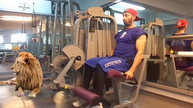 С Лъв във фитнеса в град Ивайловград смотреть онлайн