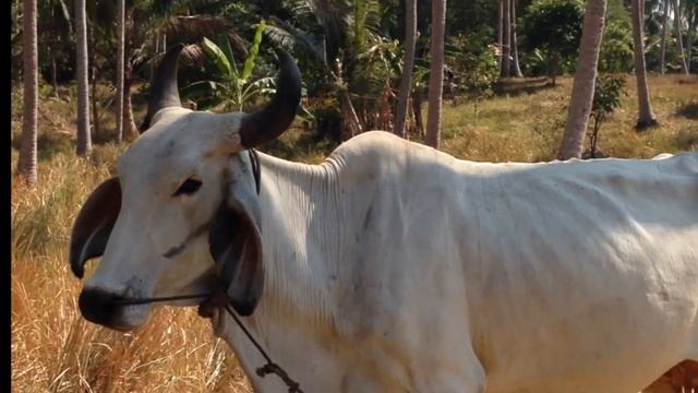 Racha Island - Остров Рача (Рай), Thailand, Phuket