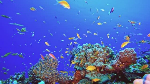 Морские приключения