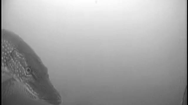 ice ice pike fishing underwater camera смотреть онлайн