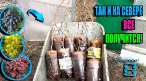 ТЕХНОЛОГИЯ ВЫРАЩИВАНИЯ САЖЕНЦЕВ ВИНОГРАДА НА СЕВЕРЕ СО 100% ГАРАНТИЕЙ. СЕВЕРНЫЙ ВИНОГРАДНИК 24-29