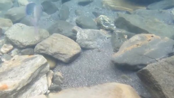 Что может Switch 1часть