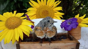 На кормушку прилетели Воробьи, Синицы и Горихвостки (20.08.2024 года)